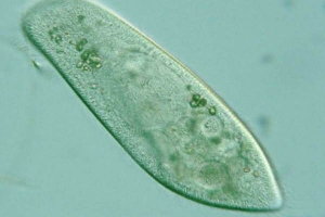 Infusoria cipela. Opis, značajke, izgradnja i reprodukcija infusoria tuševi